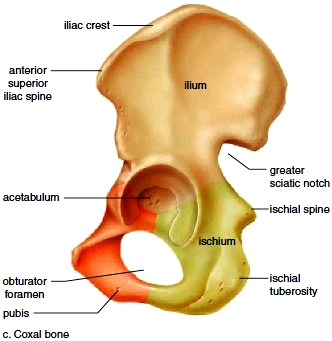 Coxal Bone Anatomy - Anatomy Drawing Diagram